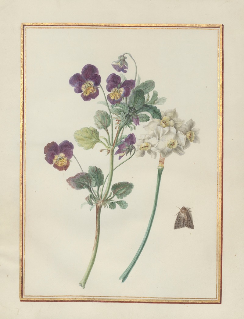 Madeleine-Françoise Basseporte - Collection of flower drawings Pl.22