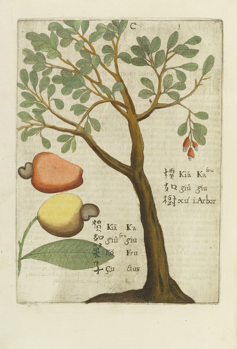Michał Boym - Seu Kagiu, Fructus Indicus