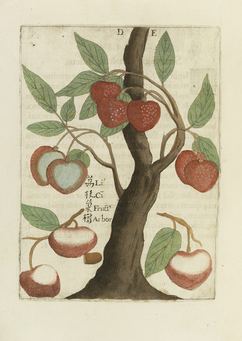 Michał Boym - Fructus Sinici