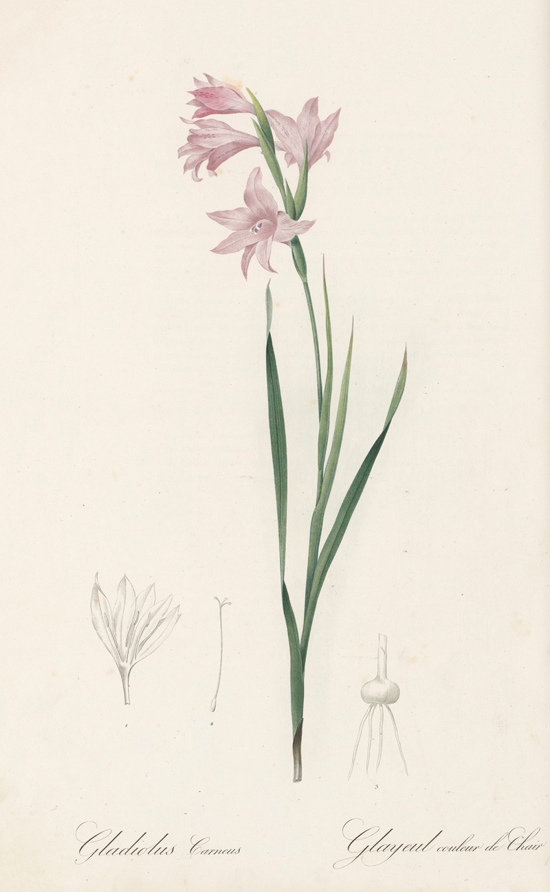 Pierre Joseph Redouté - Gladiolus carneus