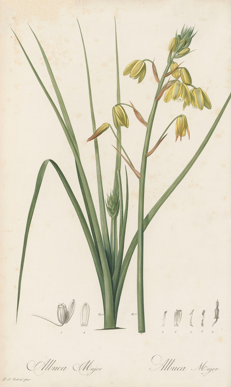 Pierre Joseph Redouté - Albuca major