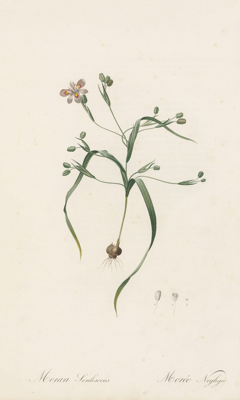 Pierre Joseph Redouté - Moraea sordescens