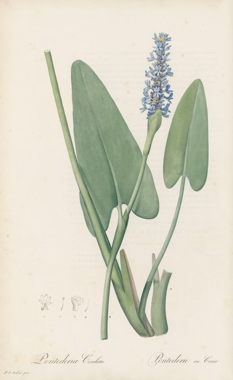 Pierre Joseph Redouté - Pontederia cordata