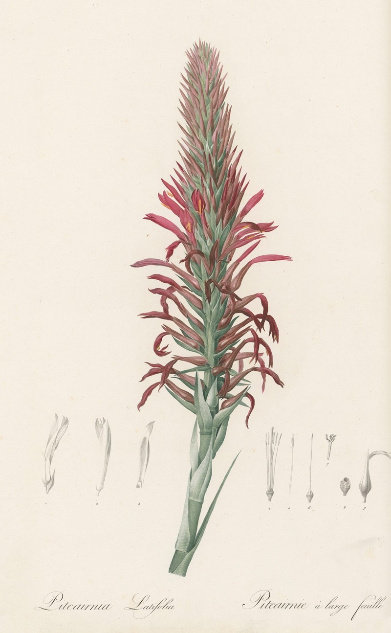 Pierre Joseph Redouté - Pitcairnia latifolia