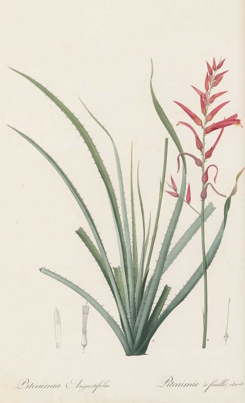 Pierre Joseph Redouté - Pitcairnia angustifolia