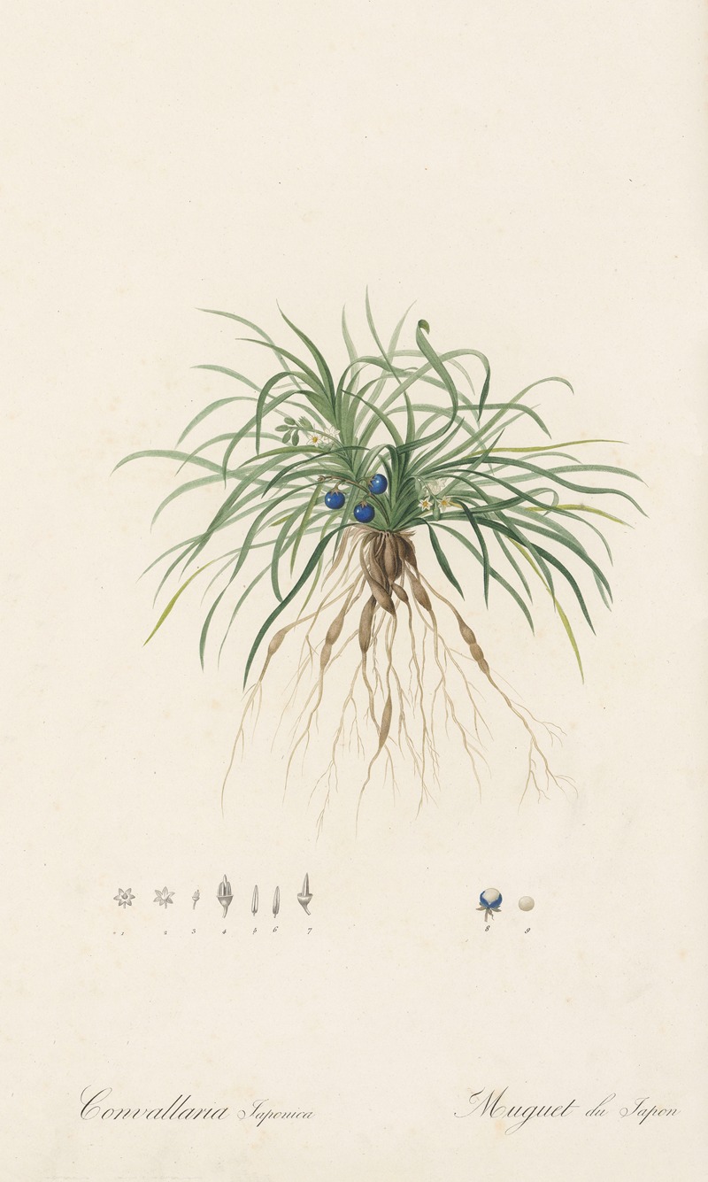 Pierre Joseph Redouté - Convallaria japonica