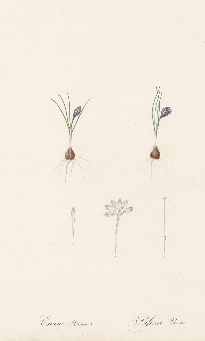 Pierre Joseph Redouté - Crocus minimus