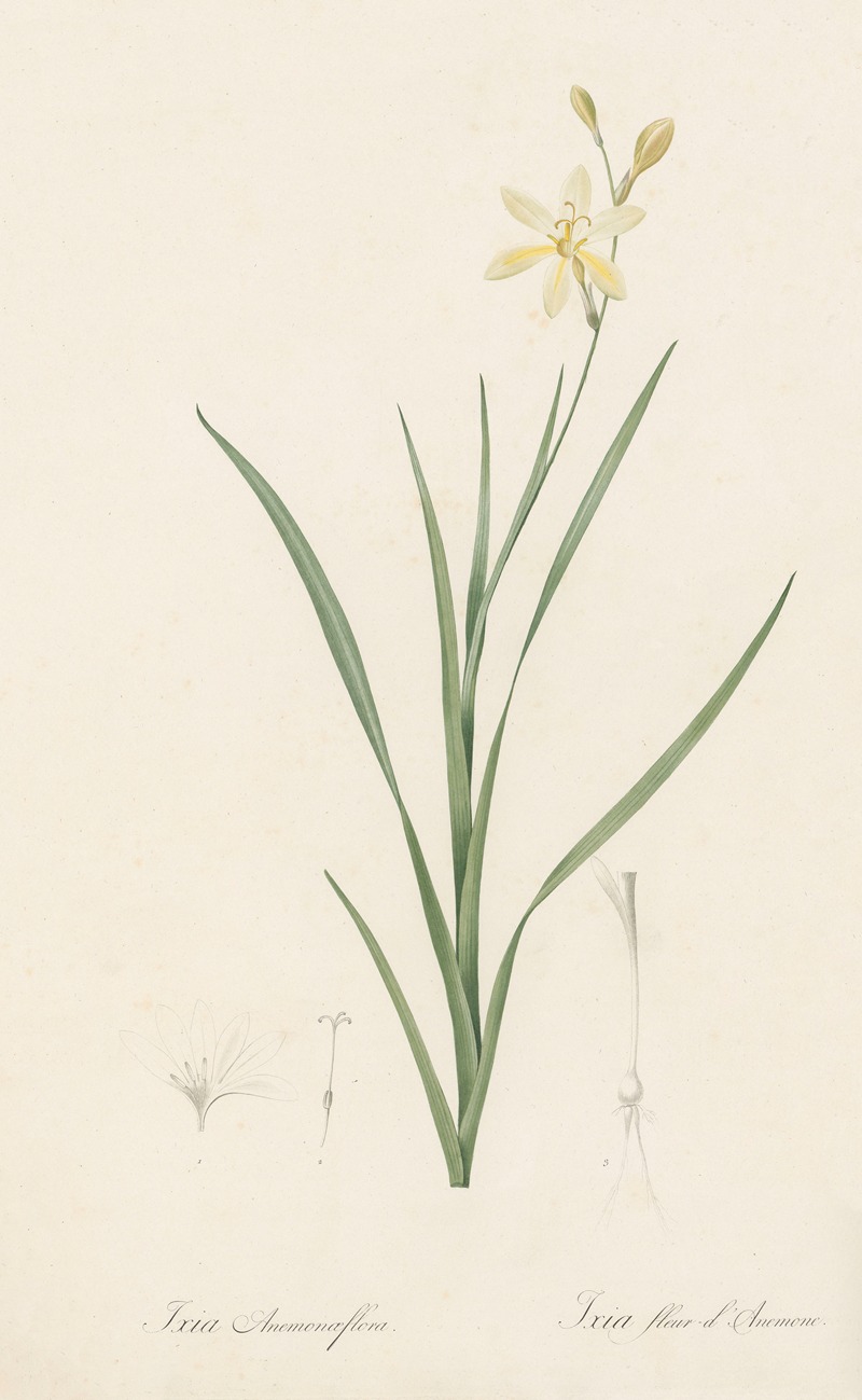 Pierre Joseph Redouté - Ixia anemonae flora