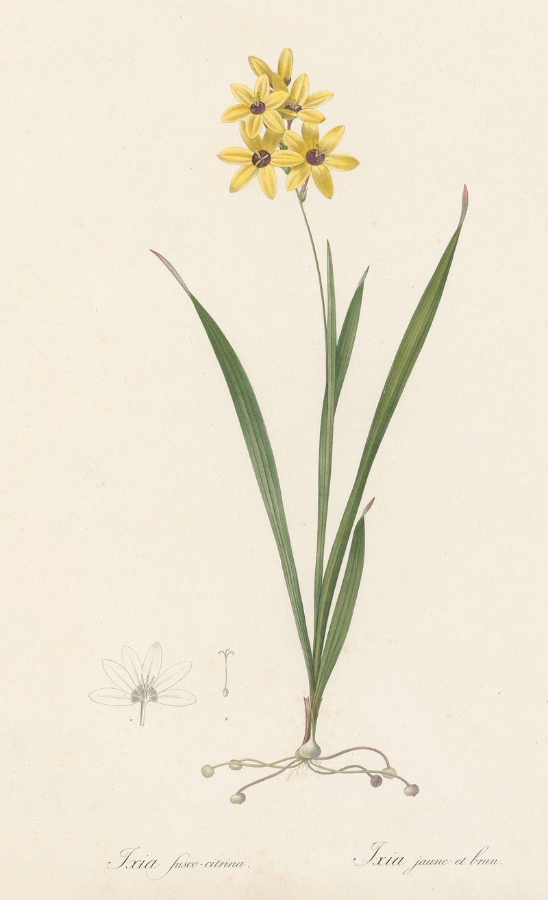 Pierre Joseph Redouté - Ixia fusco-citrina