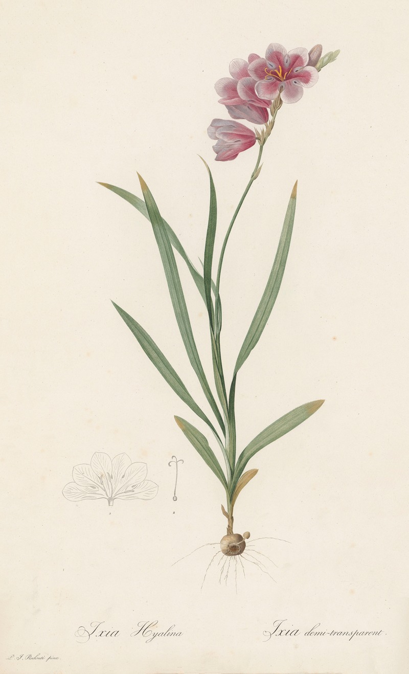 Pierre Joseph Redouté - Ixia hyalina