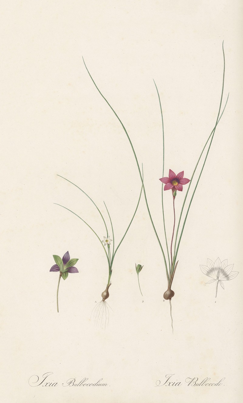 Pierre Joseph Redouté - Ixia bulbocodium