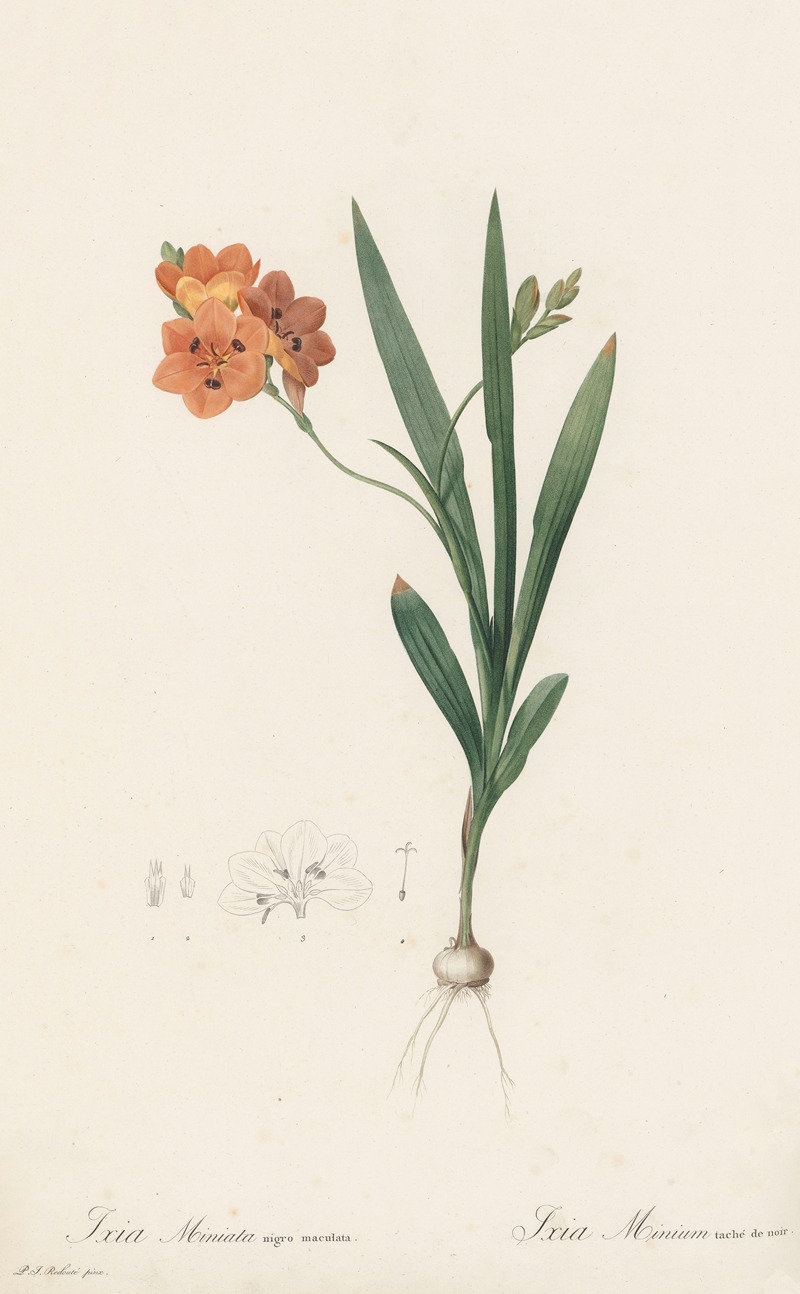 Pierre Joseph Redouté - Ixia miniata