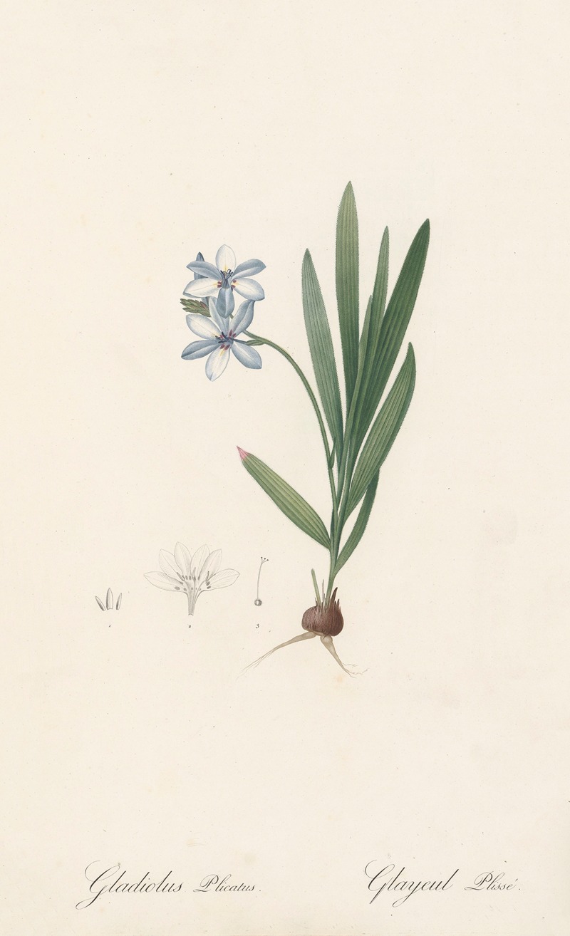 Pierre Joseph Redouté - Gladiolus plicatus