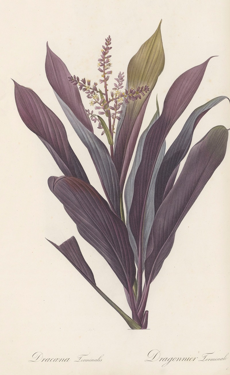 Pierre Joseph Redouté - Dracoena terminalis