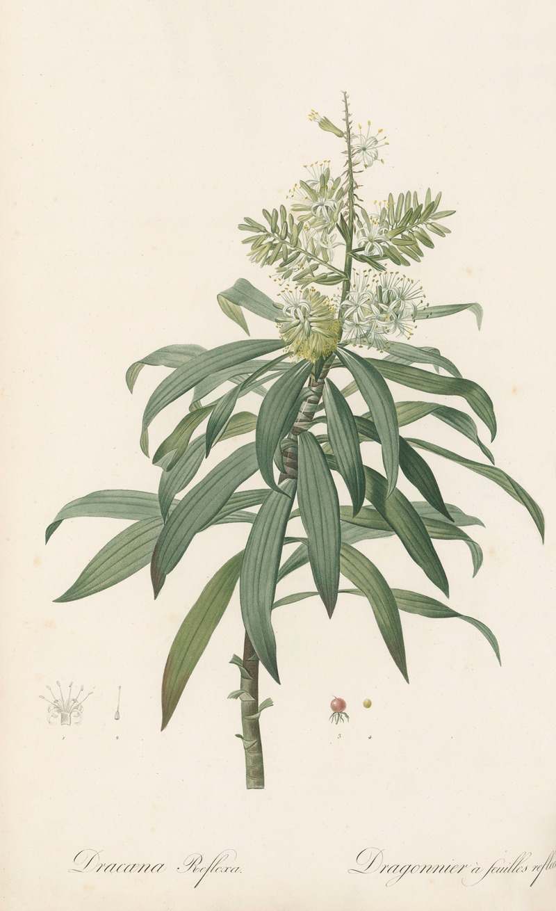 Pierre Joseph Redouté - Dracoena reflexa