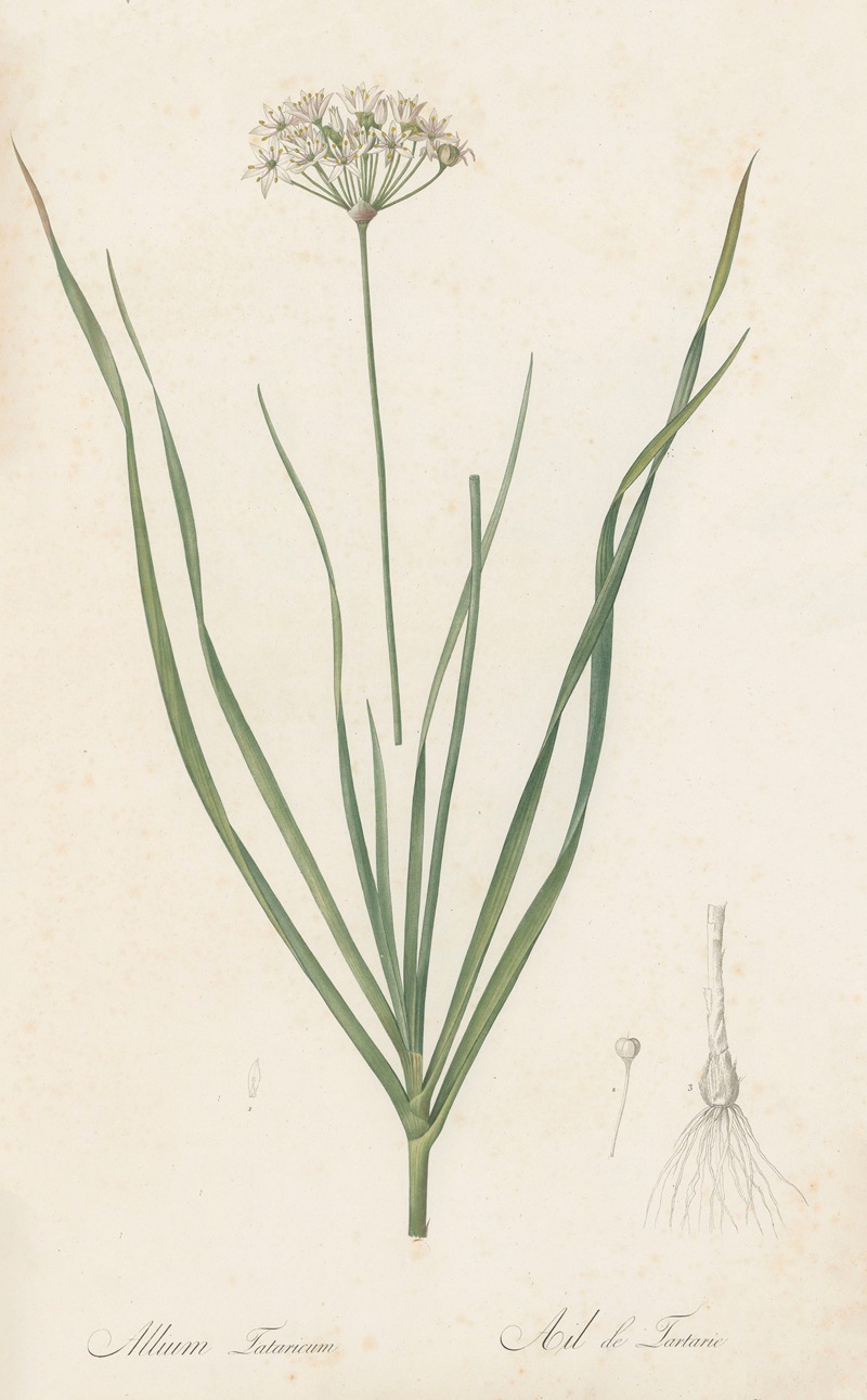 Pierre Joseph Redouté - Allium tartaricum
