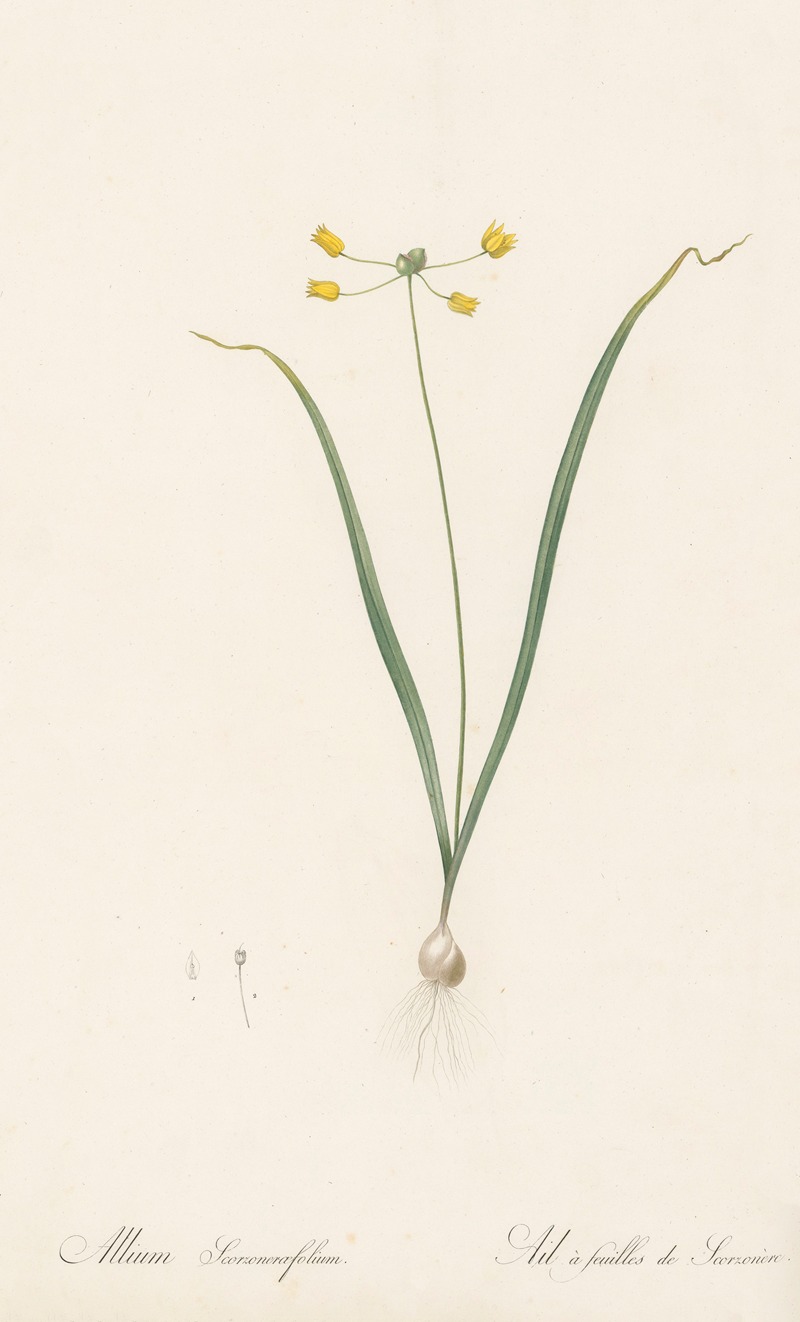 Pierre Joseph Redouté - Allium scorzoneraefolium