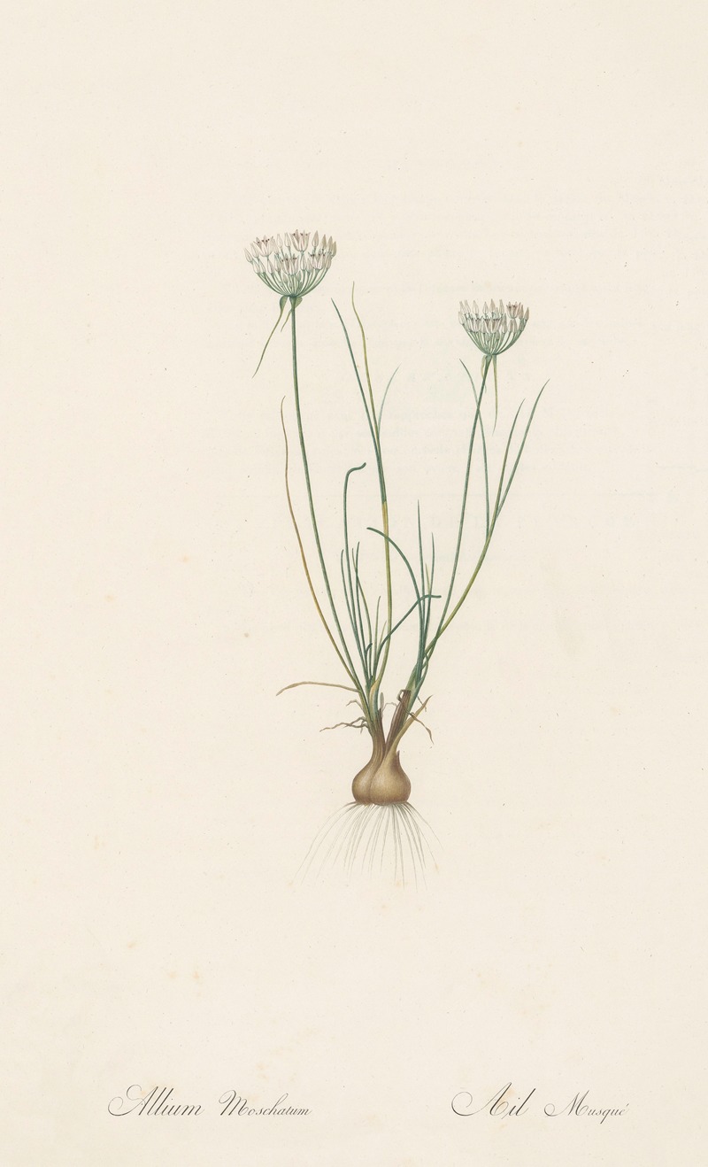 Pierre Joseph Redouté - Allium moschatum