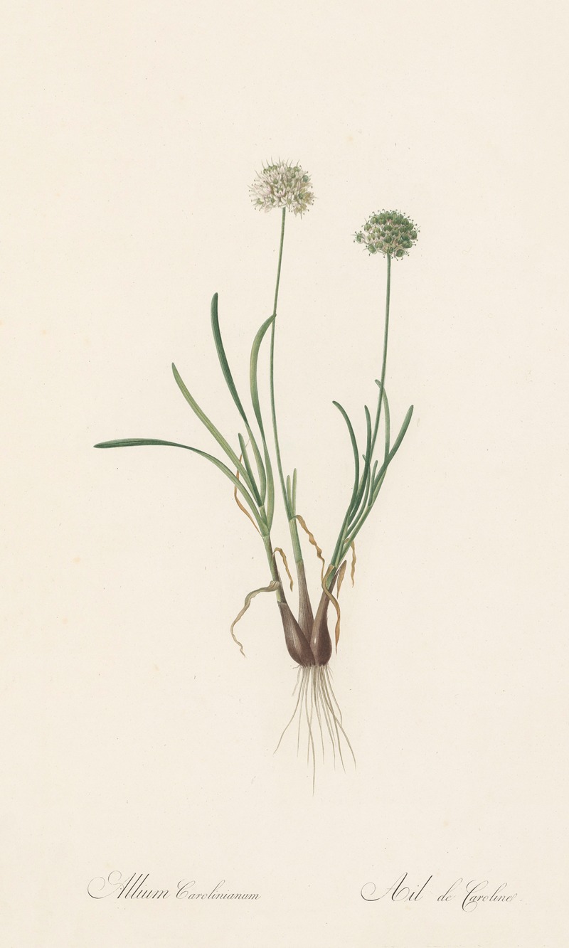 Pierre Joseph Redouté - Allium carolinianum