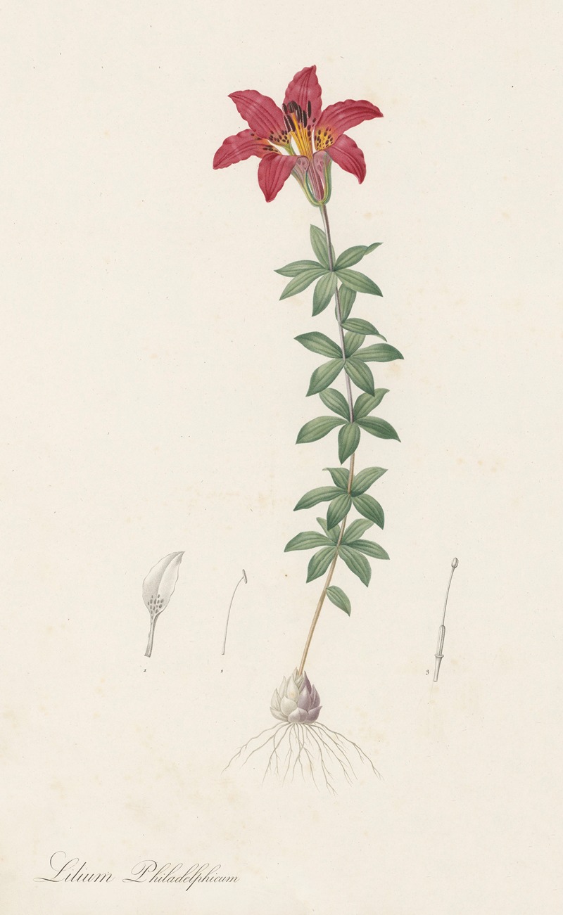 Pierre Joseph Redouté - Lilium philadelphicum