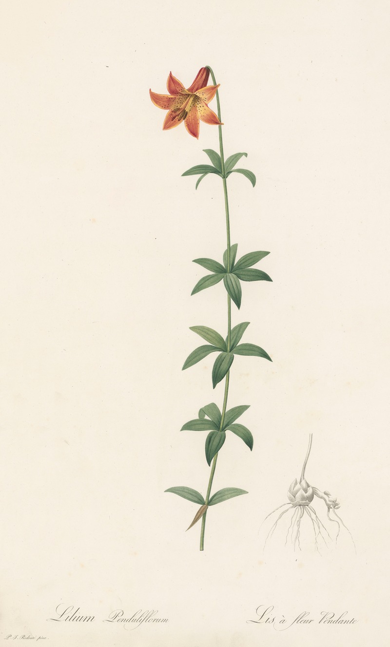 Pierre Joseph Redouté - Lilium penduliflorum