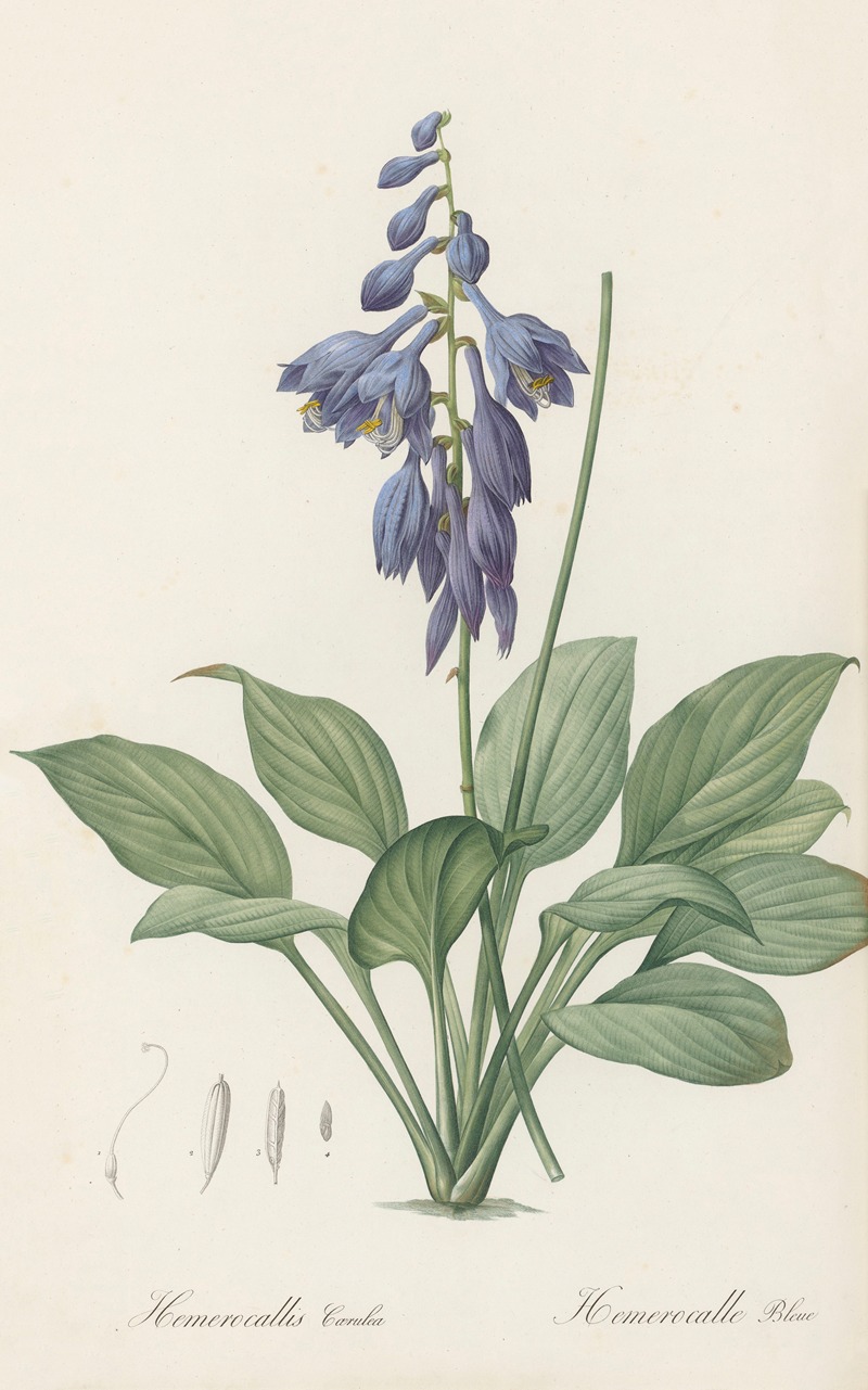 Pierre Joseph Redouté - Hemerocallis Caerulea