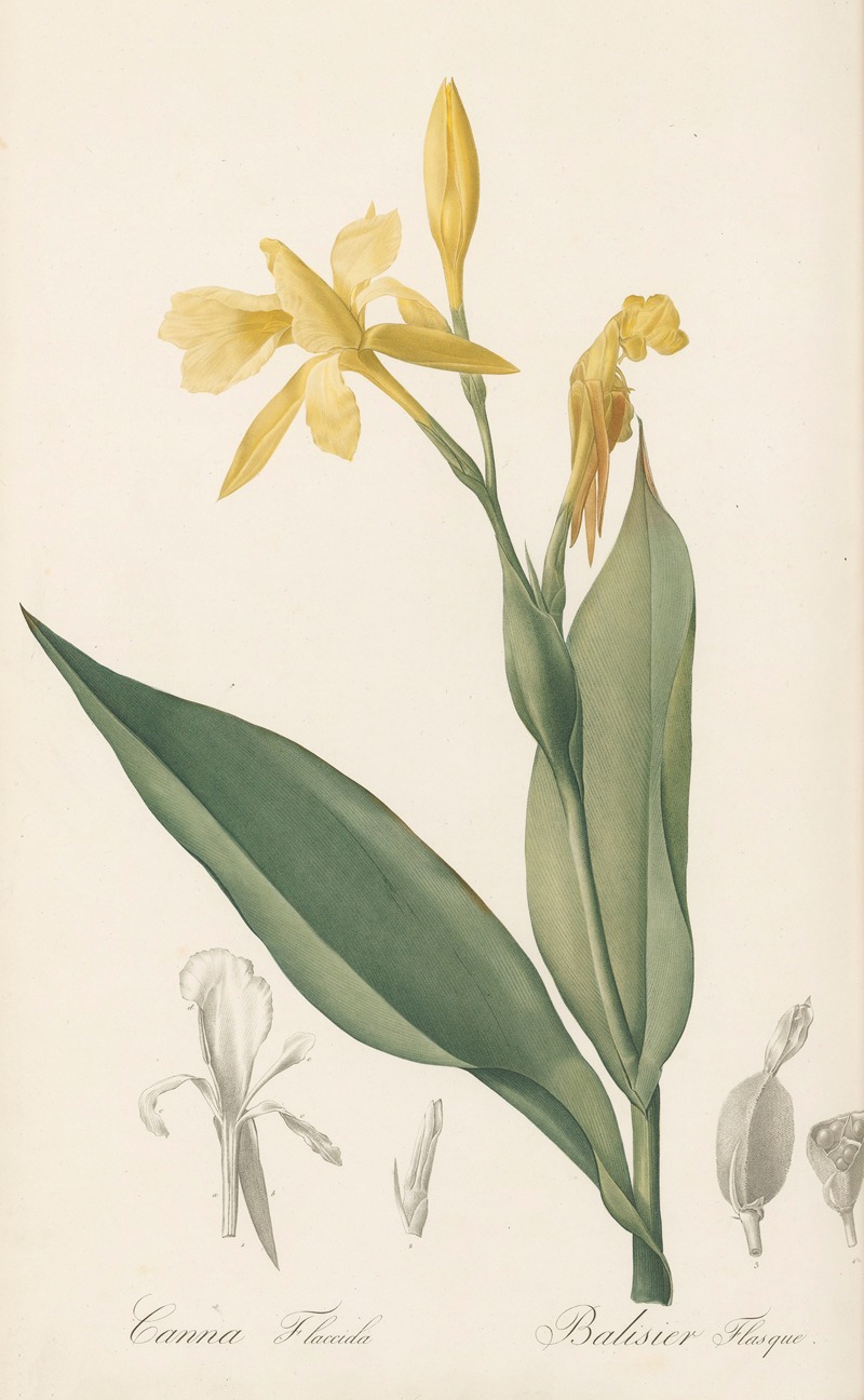 Pierre Joseph Redouté - Canna flaccida