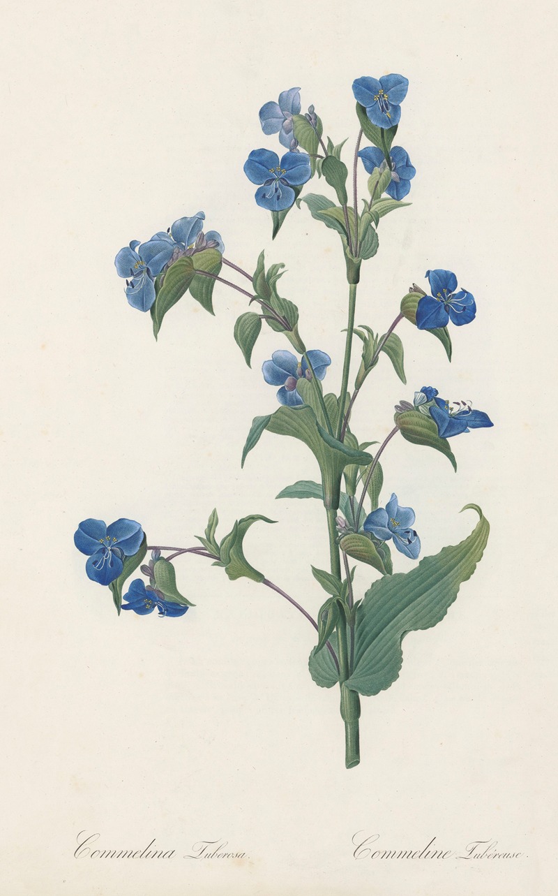 Pierre Joseph Redouté - Commelina tuberosa