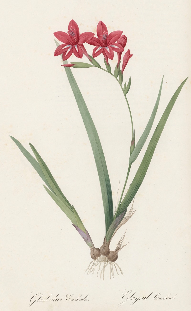 Pierre Joseph Redouté - Gladiolus cardinalis