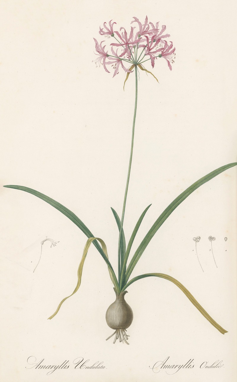 Pierre Joseph Redouté - Amaryllis undulata