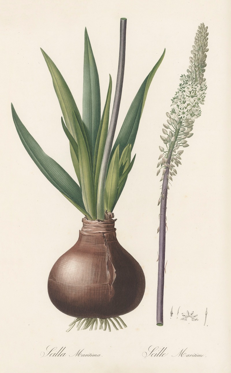 Pierre Joseph Redouté - Scilla maritima