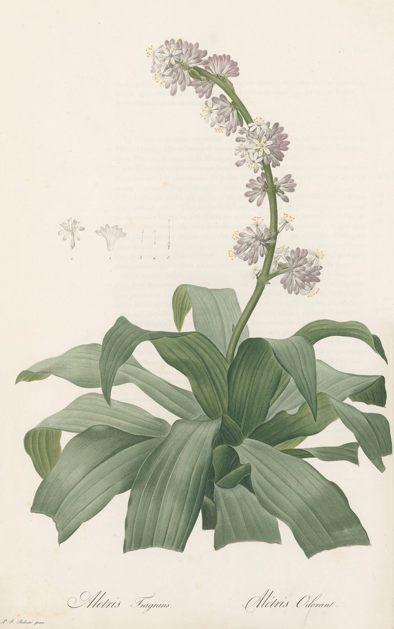 Pierre Joseph Redouté - Aletris fragrans