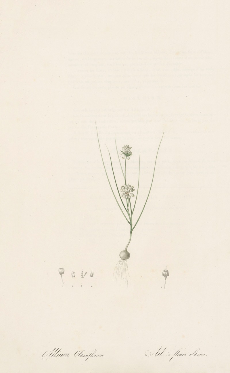Pierre Joseph Redouté - Allium obtusiflorum