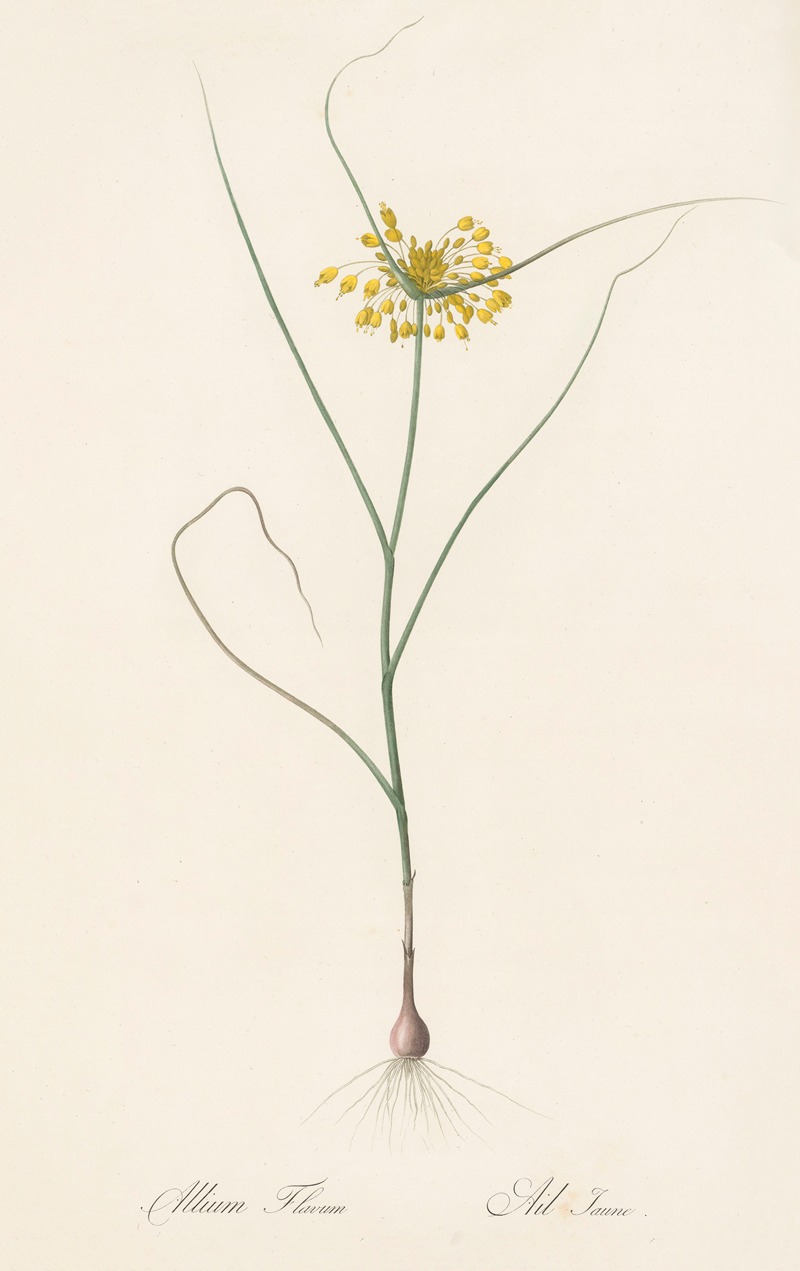 Pierre Joseph Redouté - Allium flavum