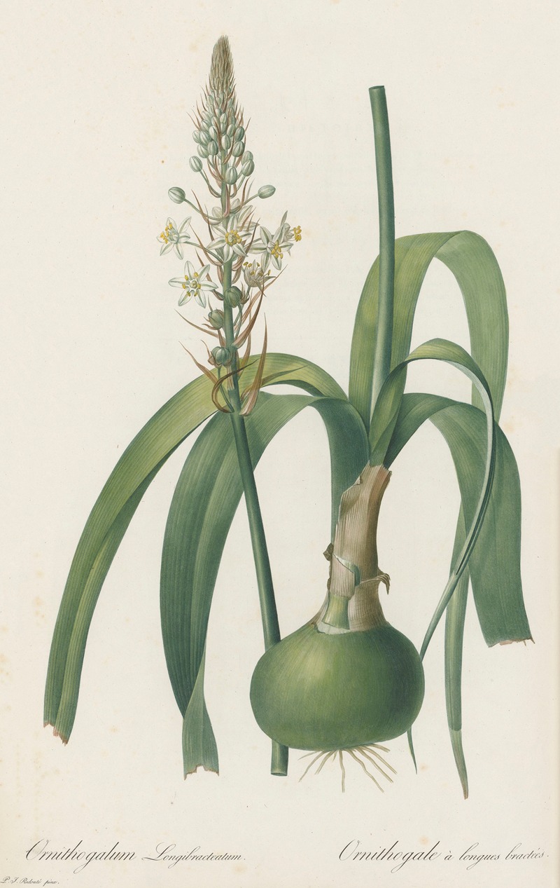 Pierre Joseph Redouté - Ornithogalum longibracteatum