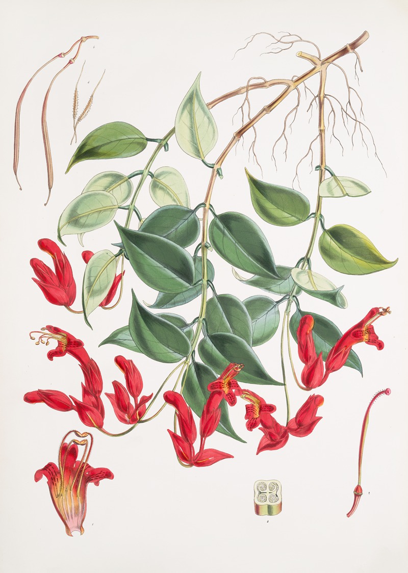 Walter Hood Fitch - Aeschynanthus Peelii, H.f. & T.