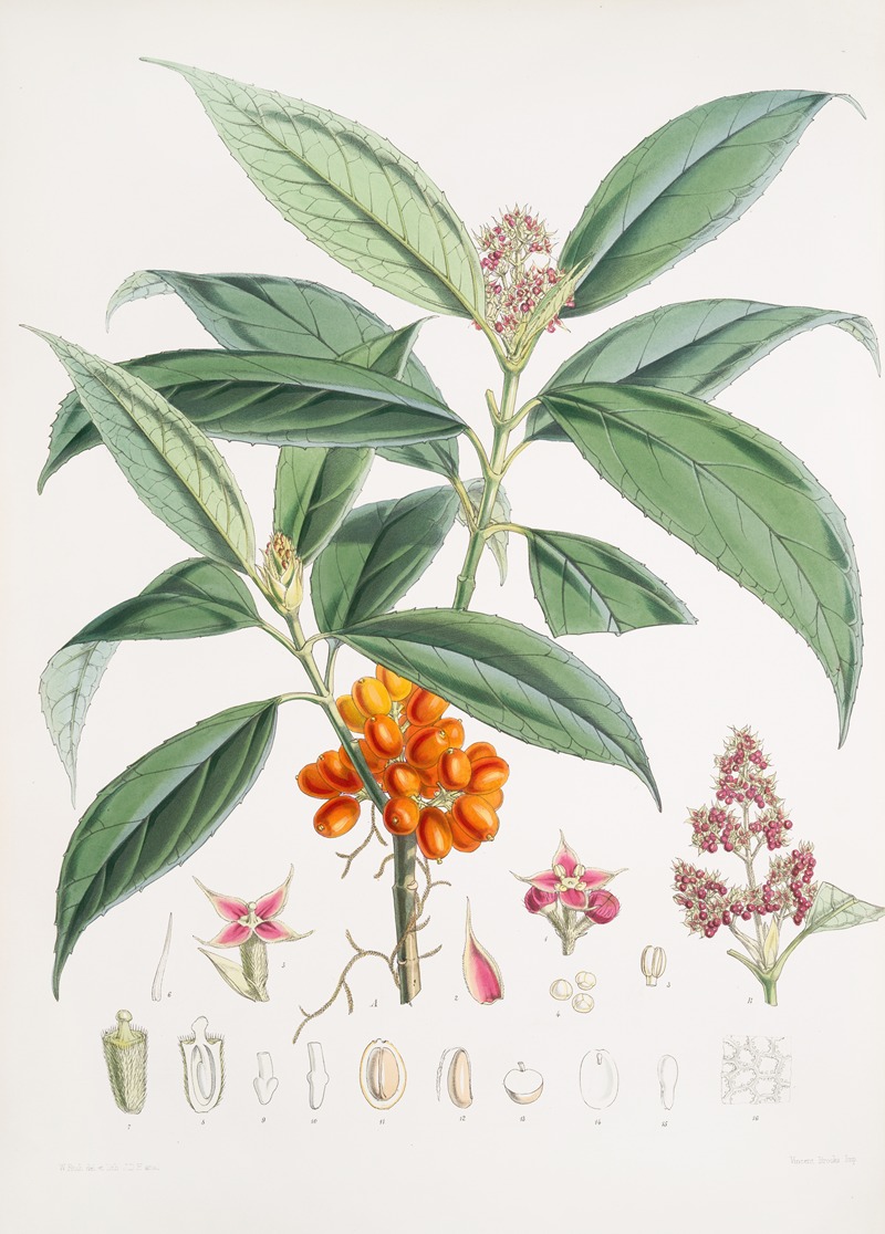 Walter Hood Fitch - Aucuba Himalaica, H.f. et T.