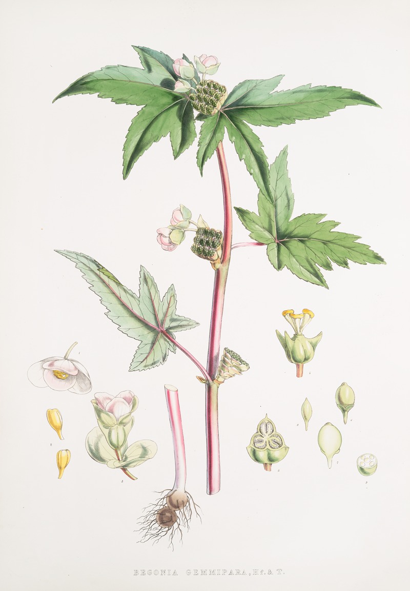 Walter Hood Fitch - Begonia Gemmipara, H.f. et T.