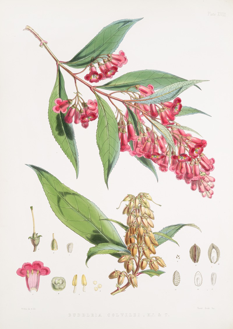 Walter Hood Fitch - Buddleia Colvilei, H.f. & T.