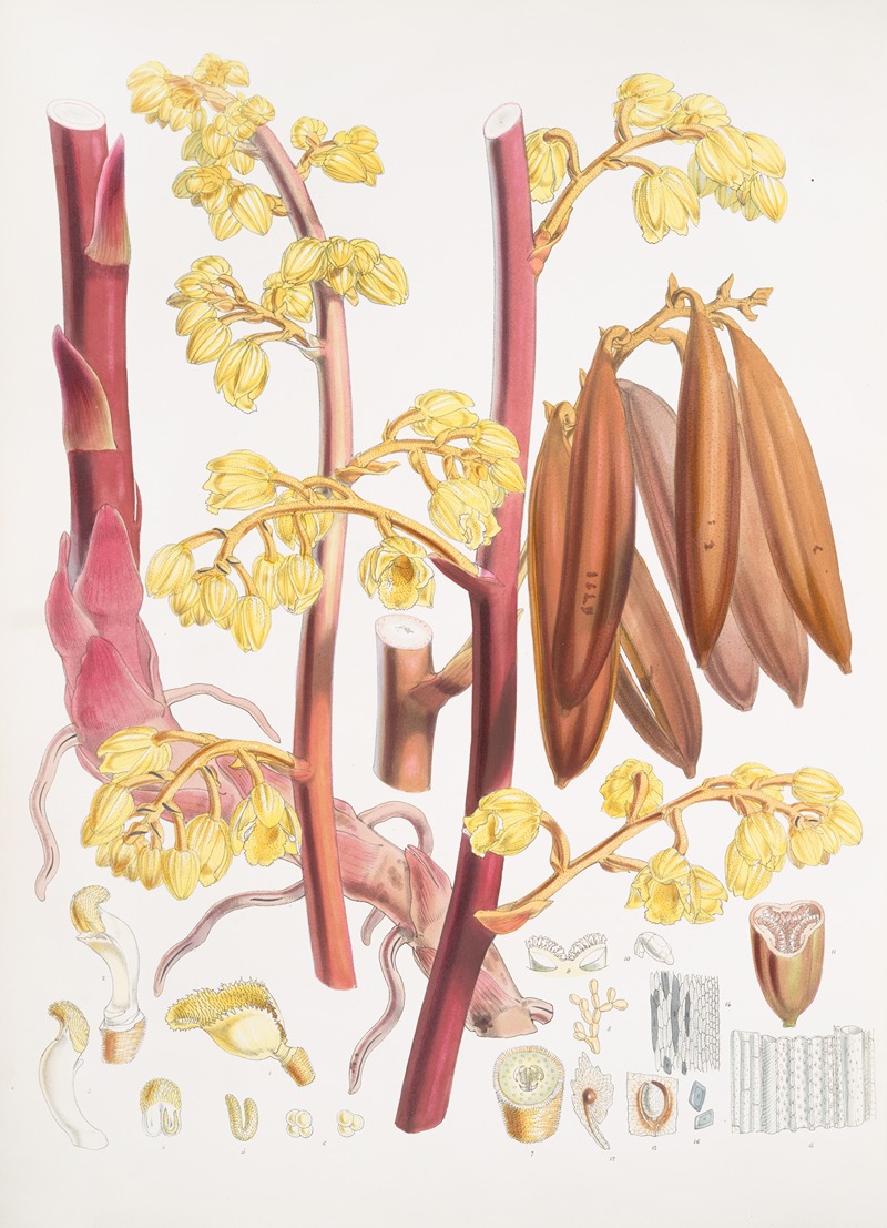 Walter Hood Fitch - Cyrtosia Lindleyana, H.f. & T.