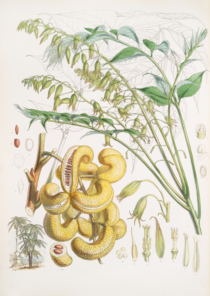 Walter Hood Fitch - Decaisnea Insignis, H.f. et T.