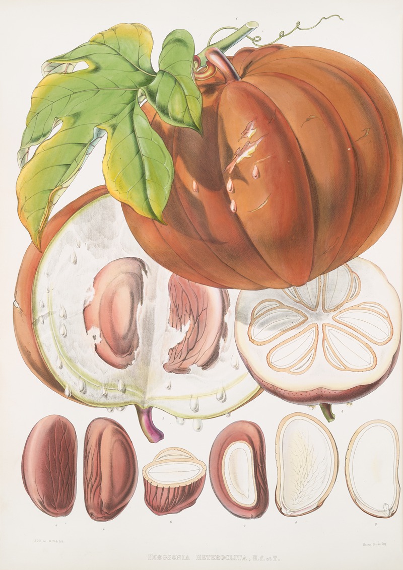 Walter Hood Fitch - Hodgsonia Heteroclita, H. f. et T. (Fruit)