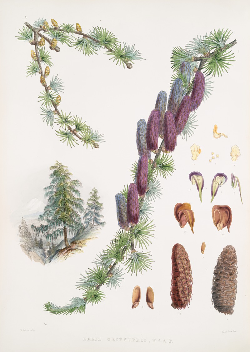 Walter Hood Fitch - Larix Griffithii, H.f. & T.