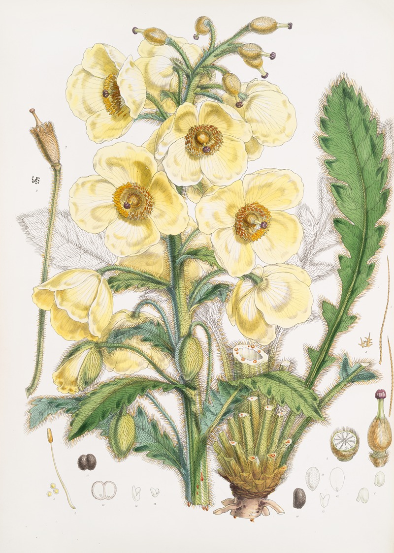 Walter Hood Fitch - Meconopsis Nepalensis, dc.
