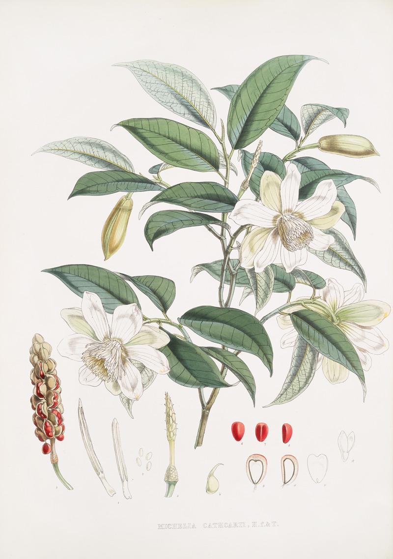 Walter Hood Fitch - Michelia Cathcartii, H.f. et T.
