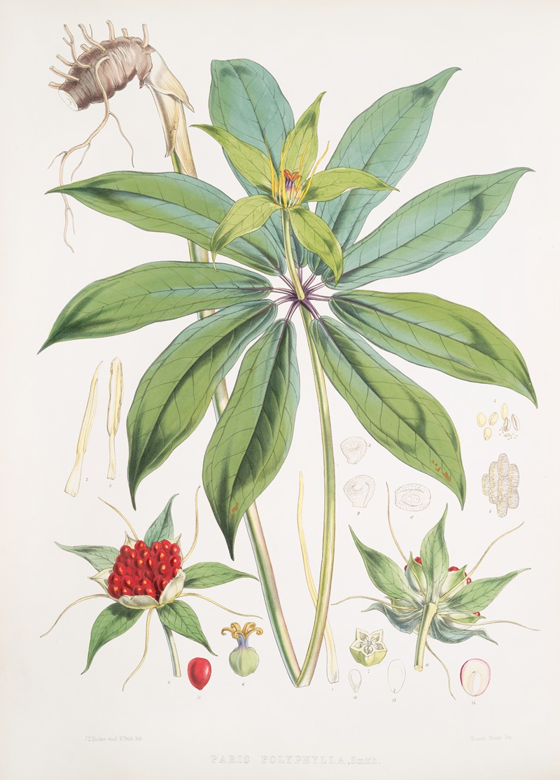 Walter Hood Fitch - Paris Polyphylla, Smit.