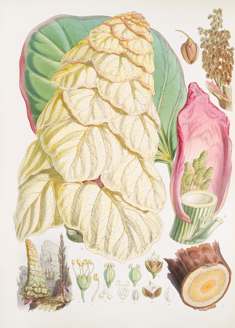 Walter Hood Fitch - Rheum Nobile, H.f. & T.