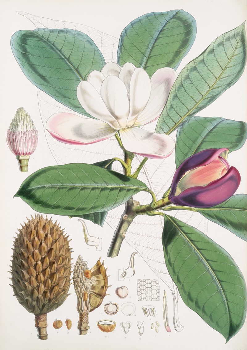 Walter Hood Fitch - Talauma Hodgsoni, H.f. et T.