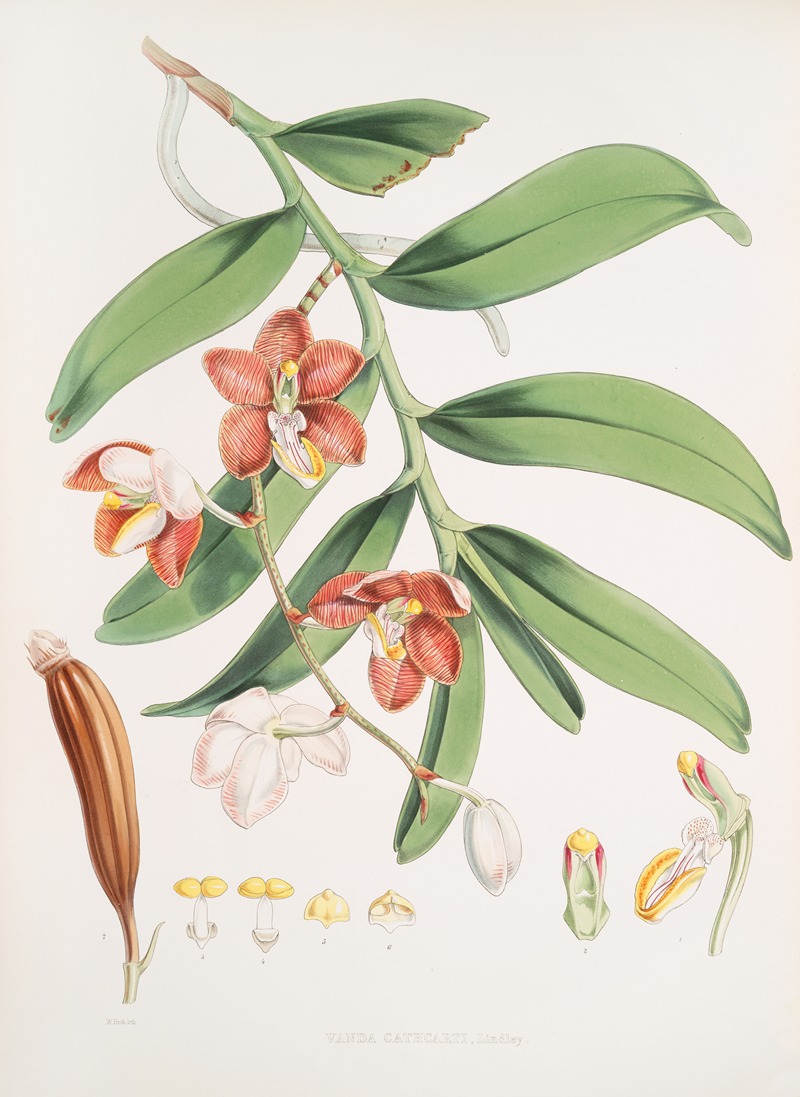 Walter Hood Fitch - Vanda Cathcarti, Lindley.