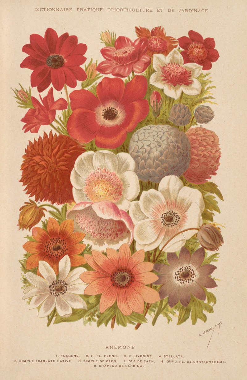 George Nicholson - Anemone